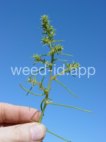 thistle, Russian
